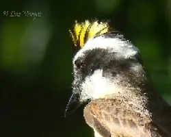 Pitangus sulphuratus