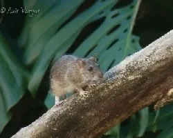 Ratero