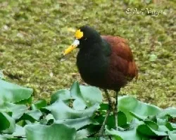 Jacana spinosa
