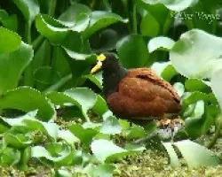 Jacana spinosa