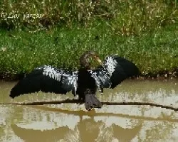 Anhinga anhinga