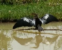 Anhinga anhinga