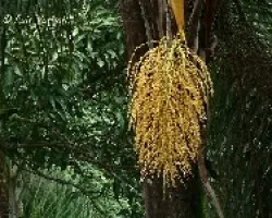 Flor de Palmera
