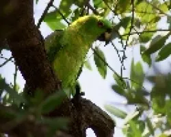 Amazona auropalliata
