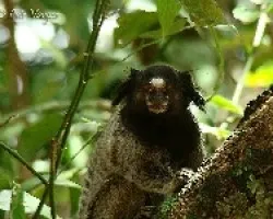 Marmoseta