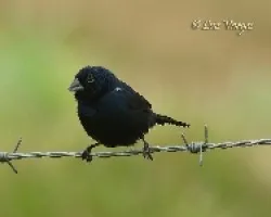 Sporophila corvina