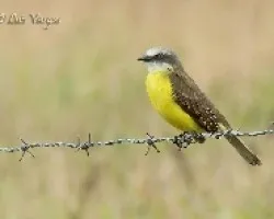 Myiozetetes granadensis