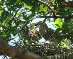 Tigrisoma mexicanum