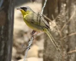 Geothlypis poliocephala