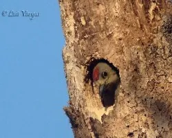 Melanerpes hoffmannii