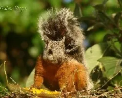 Sciurus variegatoides