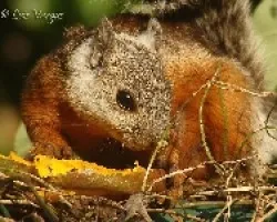 Sciurus variegatoides