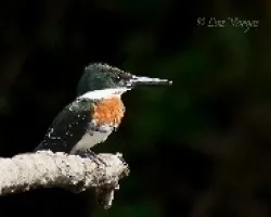 Chloroceryle amazona