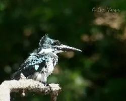 Chloroceryle amazona