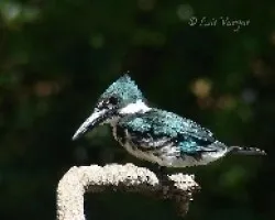 Chloroceryle amazona