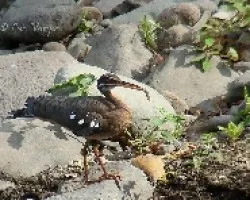 Eurypyga helias