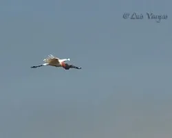 Jabiru mycteria