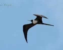 Fregata magnificens