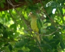 Aratinga canicularis