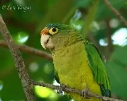 Aratinga canicularis