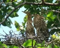 Tigrisoma mexicanum