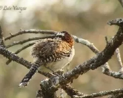 Campylorhynchus rufinucha