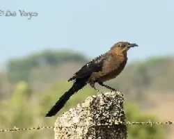 Quiscalus mexicanus