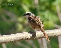Aimophila ruficauda