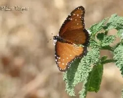 Mariposa