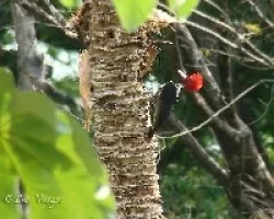 Campephilus guatemalensis 