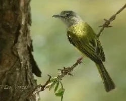 Tolmomyias sulphurescens