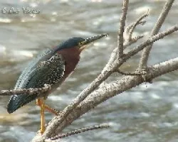 Garza Verde