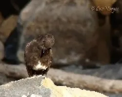 sayornis nigricans