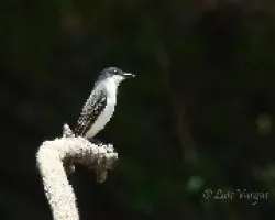 Tyrannus tyrannus