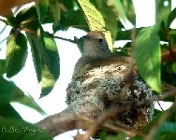 Myiarchus spp