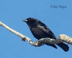 Molothrus aeneus