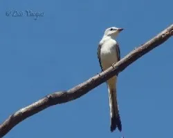 Tyrannus forficatus