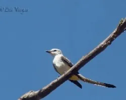 Tyrannus forficatus