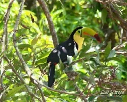 Ramphastos sulfuratus