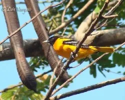Icterus galbula