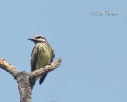 Myiodynastes luteiventris