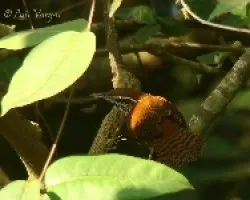 Thryothorus rufalbus