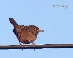 Troglodytes aedon
