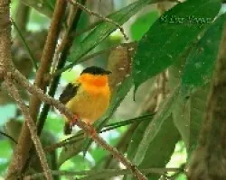 Manacus aurantiacus