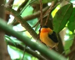 Manacus aurantiacus