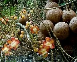 Couropita guianeensis