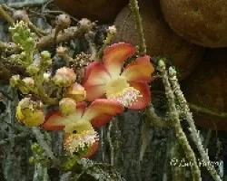 Couropita guianeensis