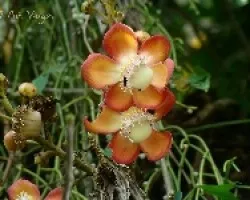 Couropita guianeensis