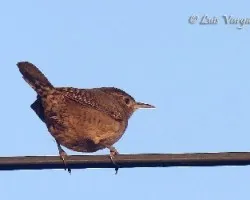 Troglodytes aedon