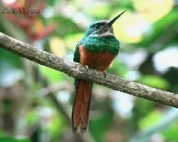 Galbula ruficauda